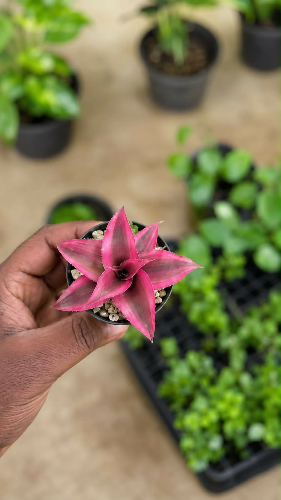Red crypthanthus– Jiffy Sized