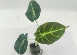 Alocasia Black Velvet – Rare TC Plant - Ethereal DNA