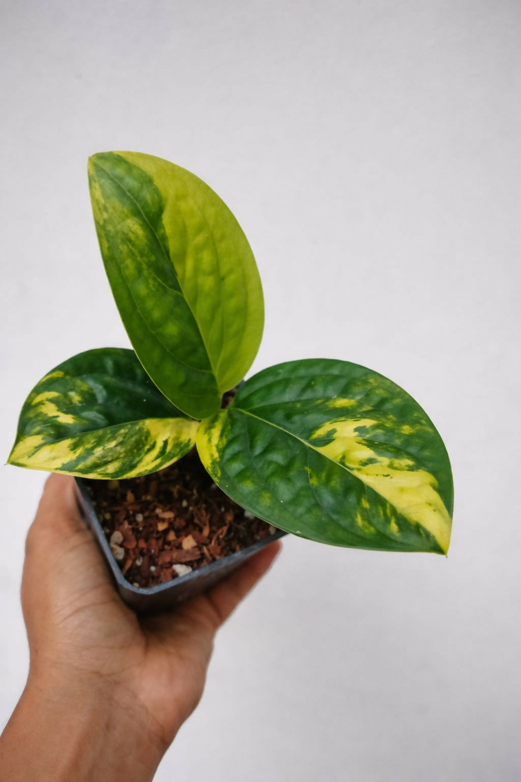 Monstera Peru Variegated
