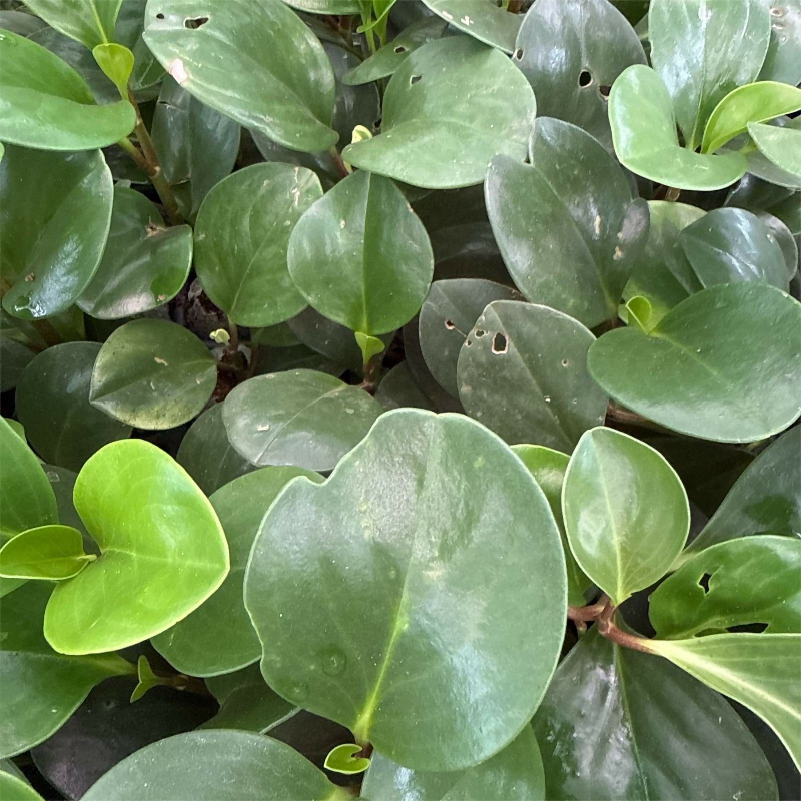 Peperomia 3 plants combo-Jiffy sized