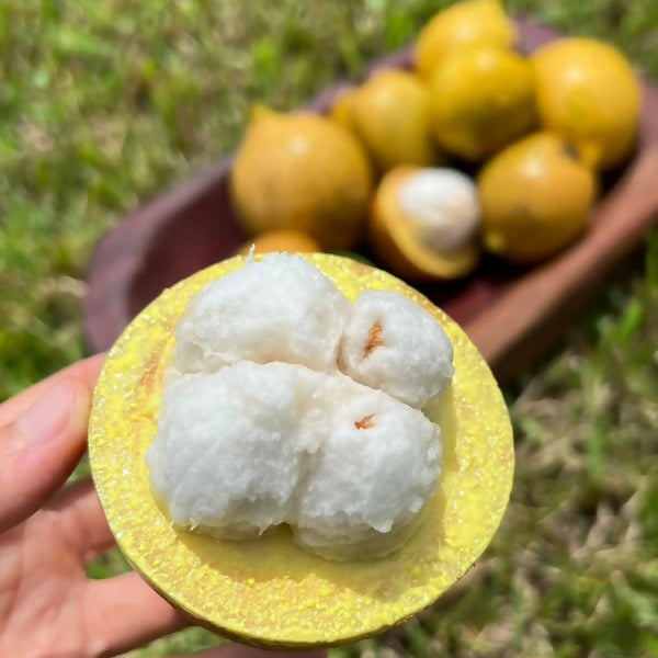 Bacuripari Live Plant (Garcinia macrophylla)