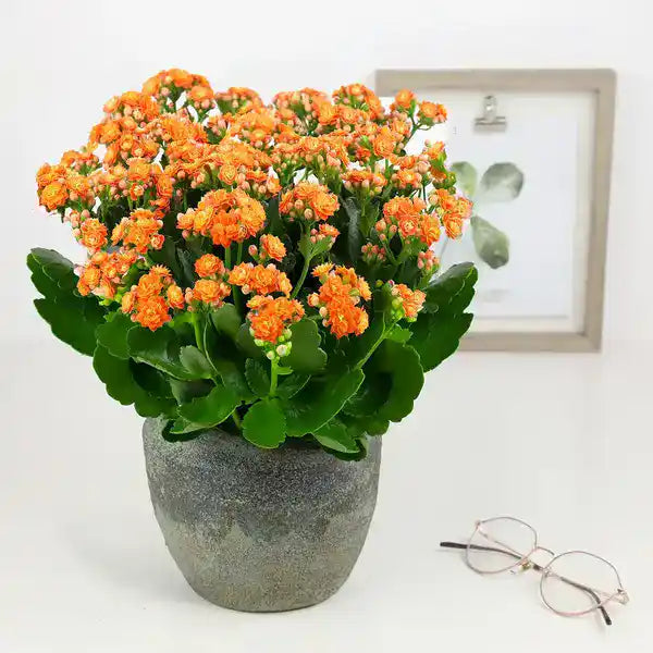 Kalanchoe Peach
