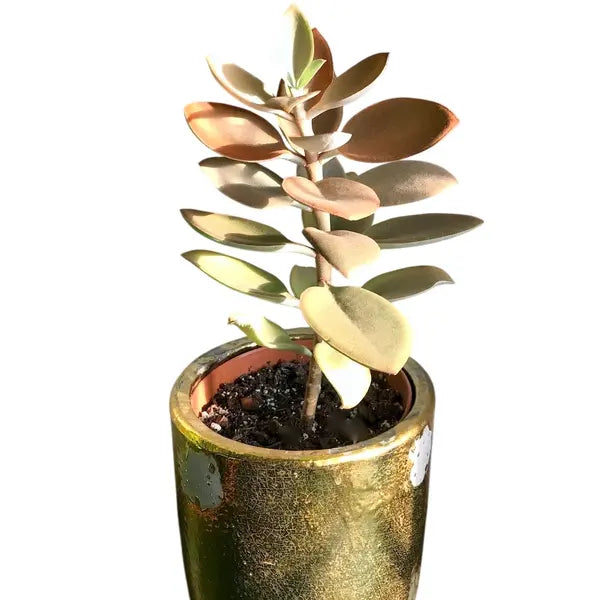 Kalanchoe Orgyalis