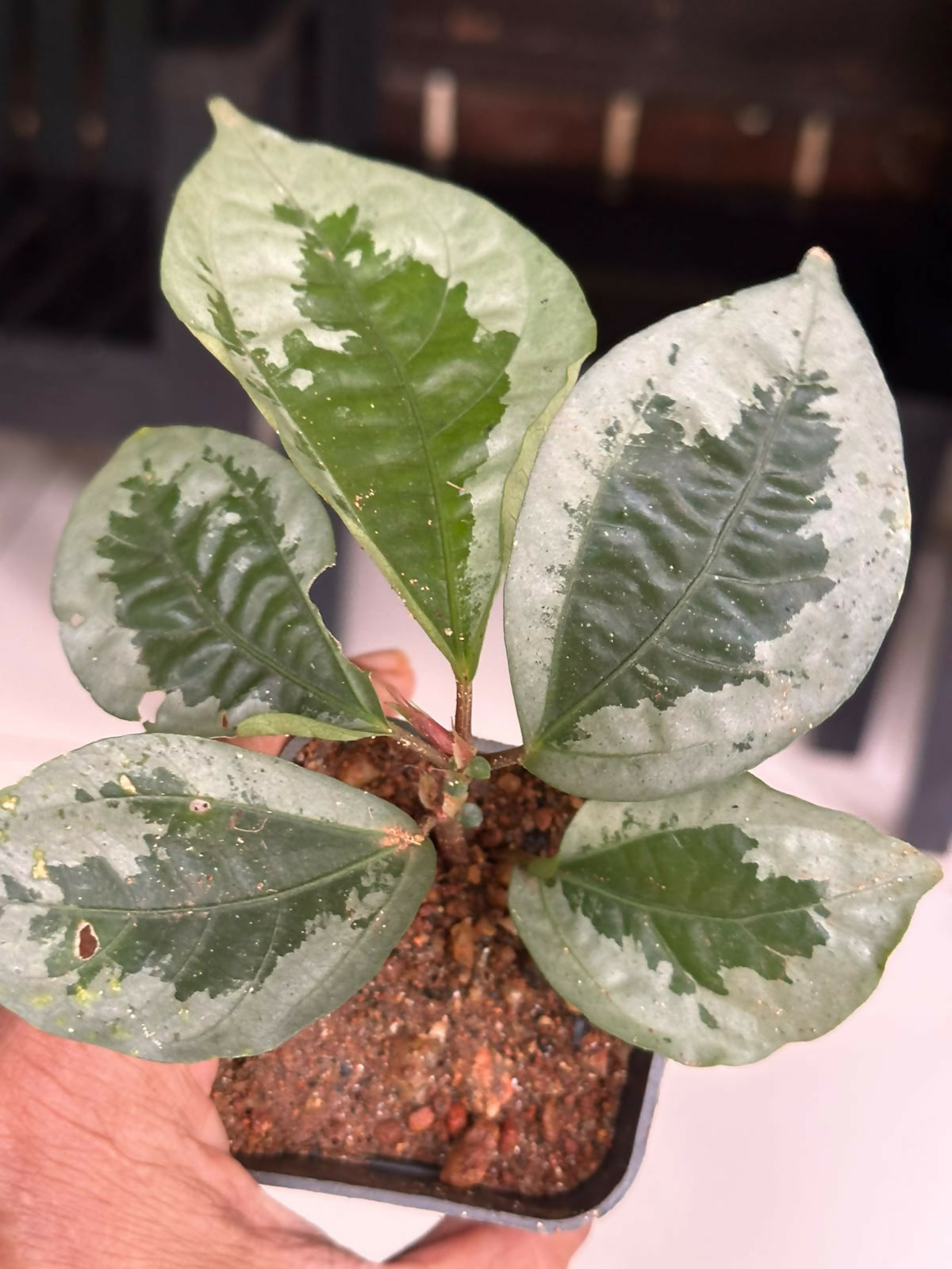 Elatostema Vittatum pilea
