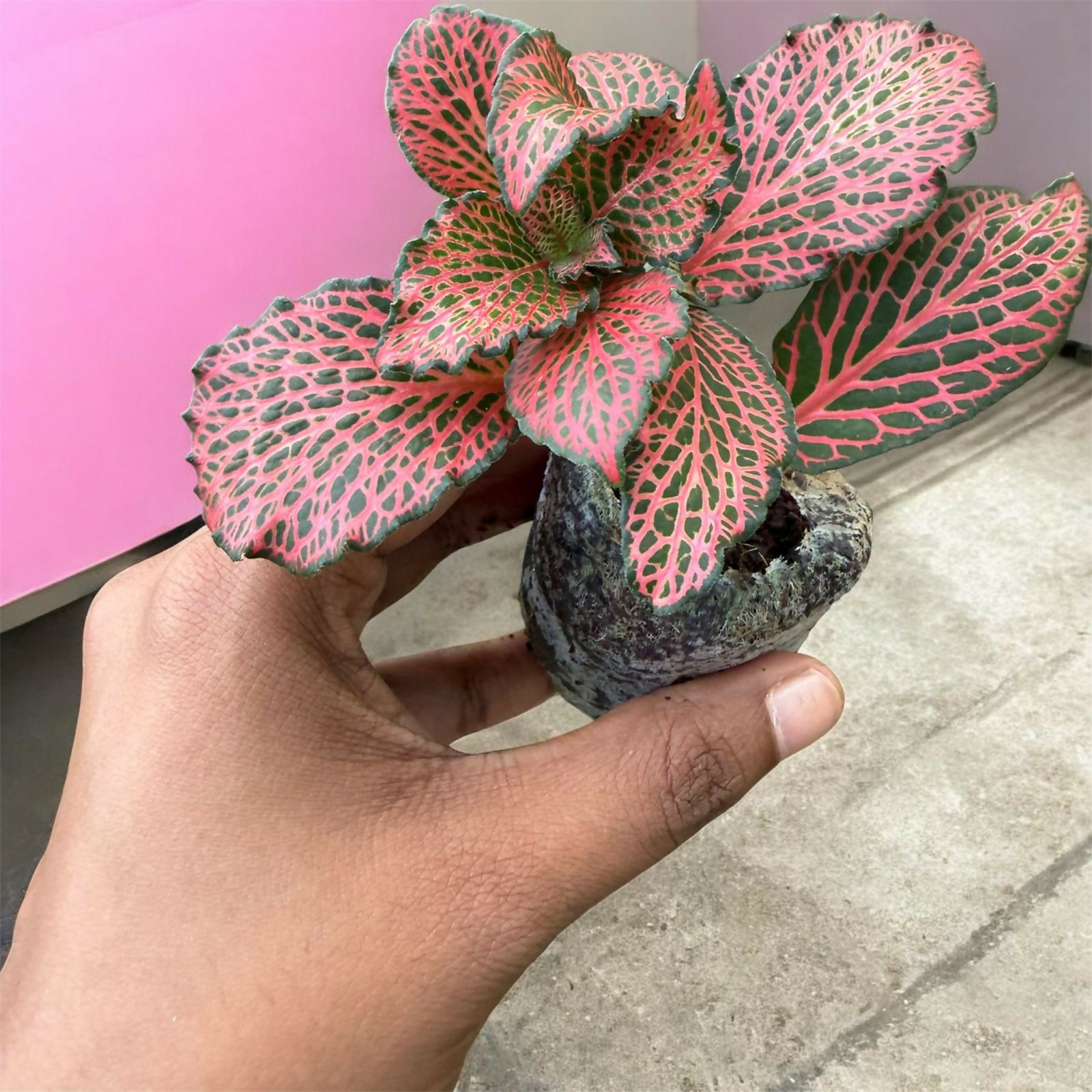 Fittonia -Jiffy sized