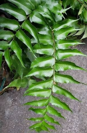 Cyrtomium falcatum fern