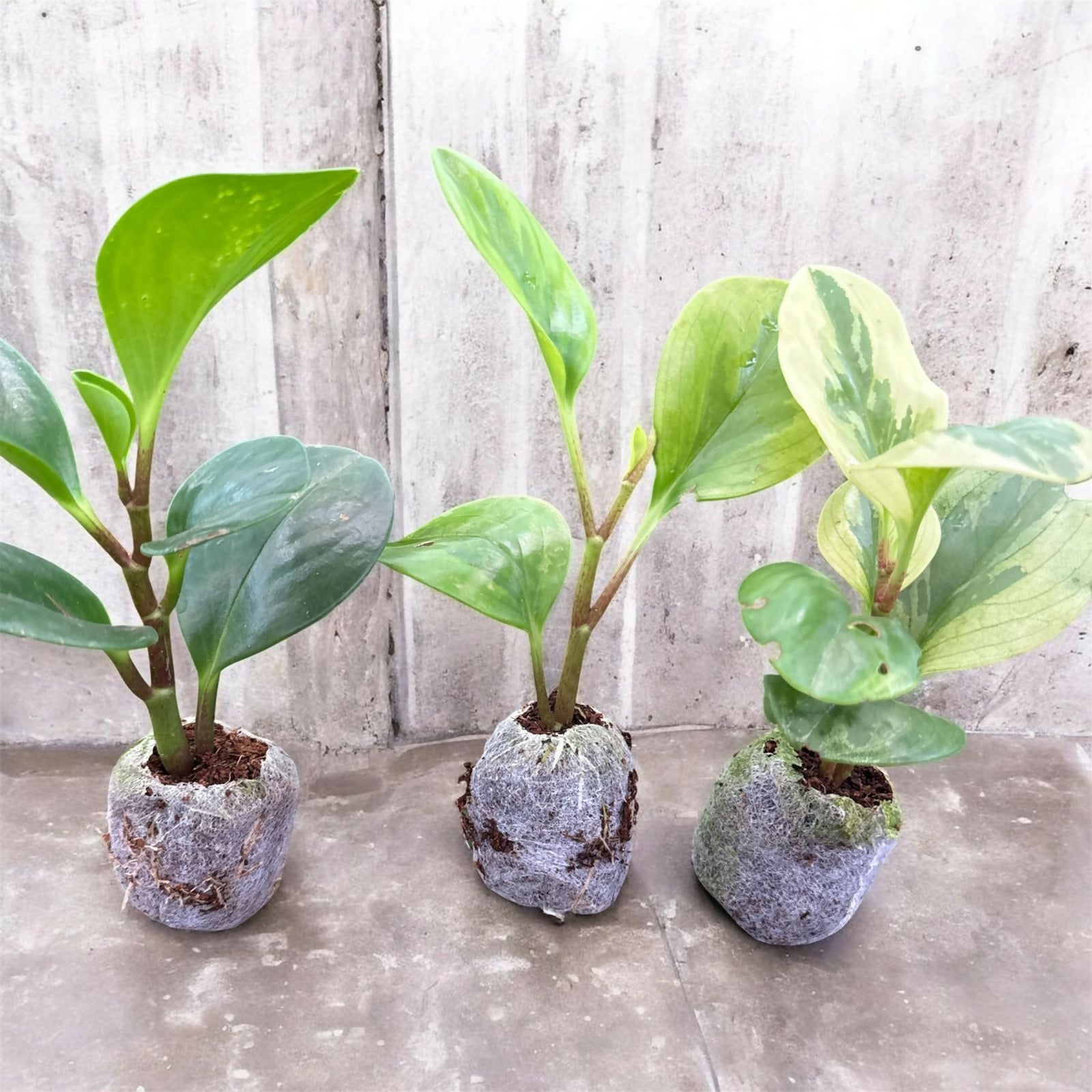 Peperomia 3 plants combo-Jiffy sized
