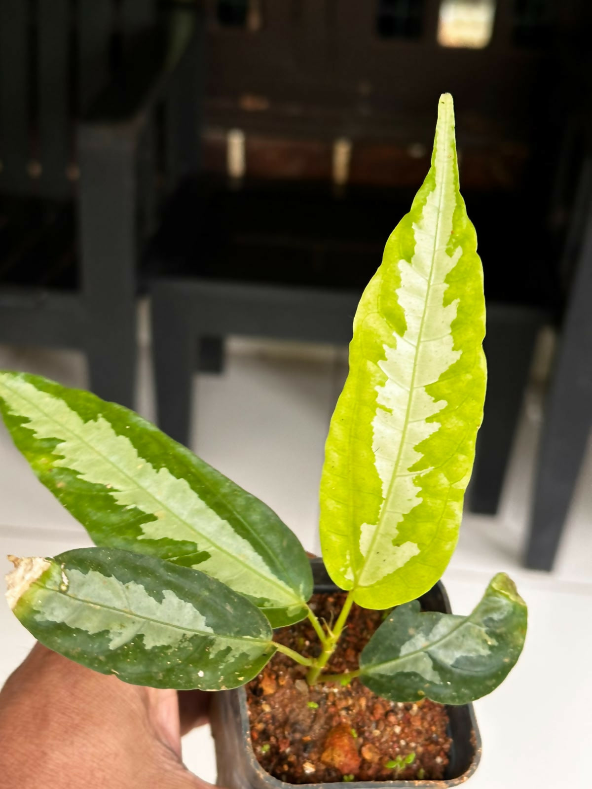 Elatostema Var 4