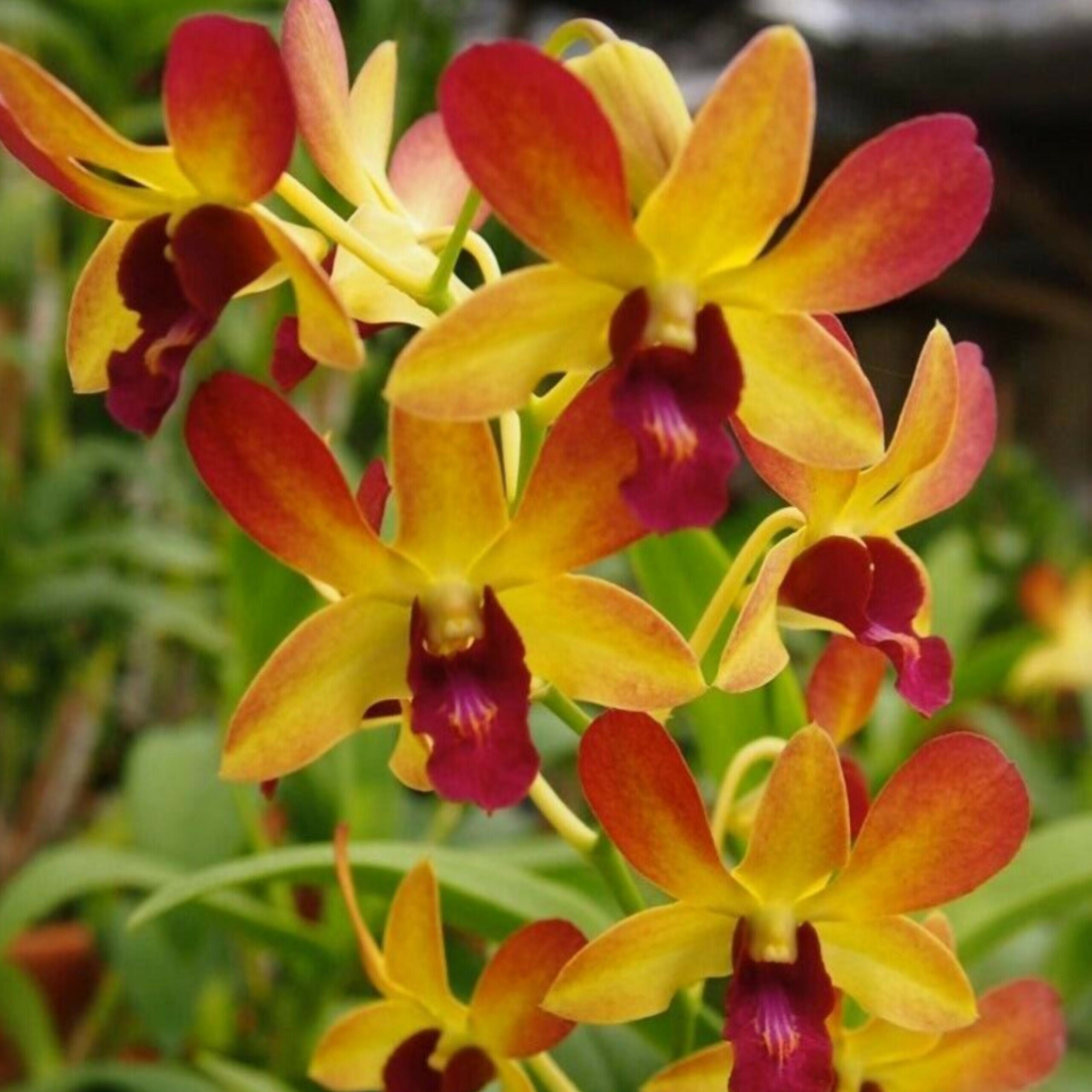 Dendrobium orchids combo of 10 ( set of 10)