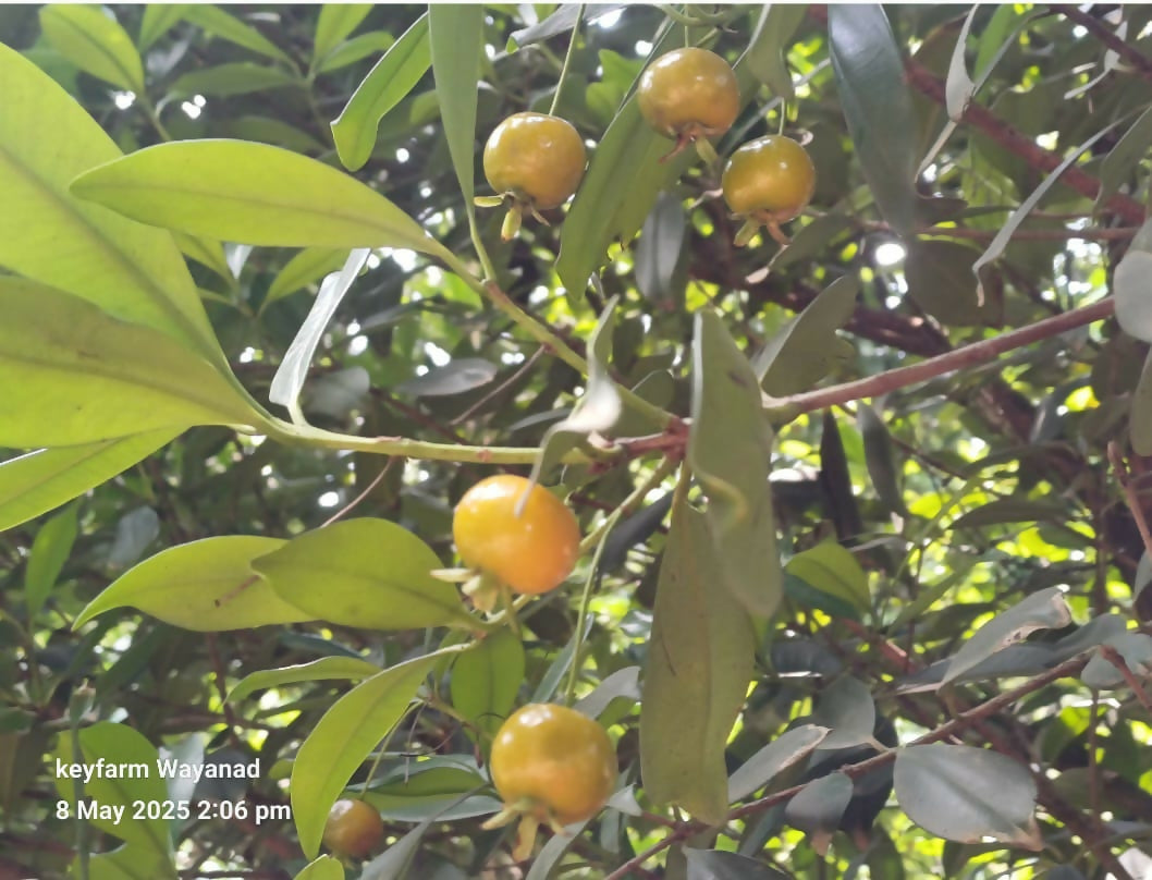 Yellow Grumichama – Live Grafted - Keyfarm Wayanad