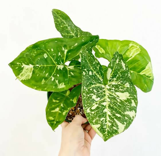 Syngonium Panda Galaxy – Rare TC Plant - Ethereal DNA