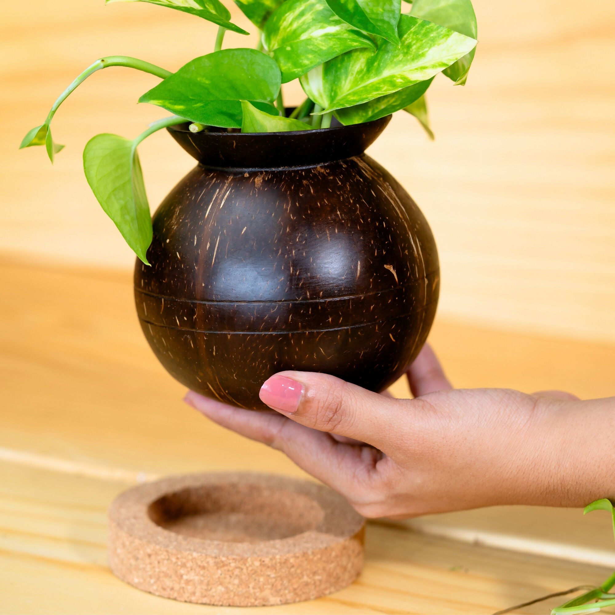 Thenga Coconut Shell Pot Shaped Planter Pots | Ideal for Succulents, Small Cacti, Herbs and Small Plants (Set of 1)