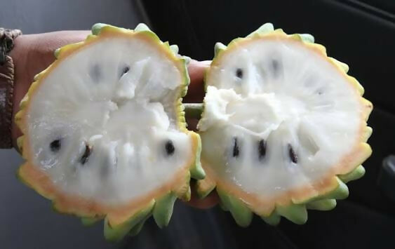 Rollinia Tropical Custard Apple Live – Live Grafted - Keyfarm Wayanad