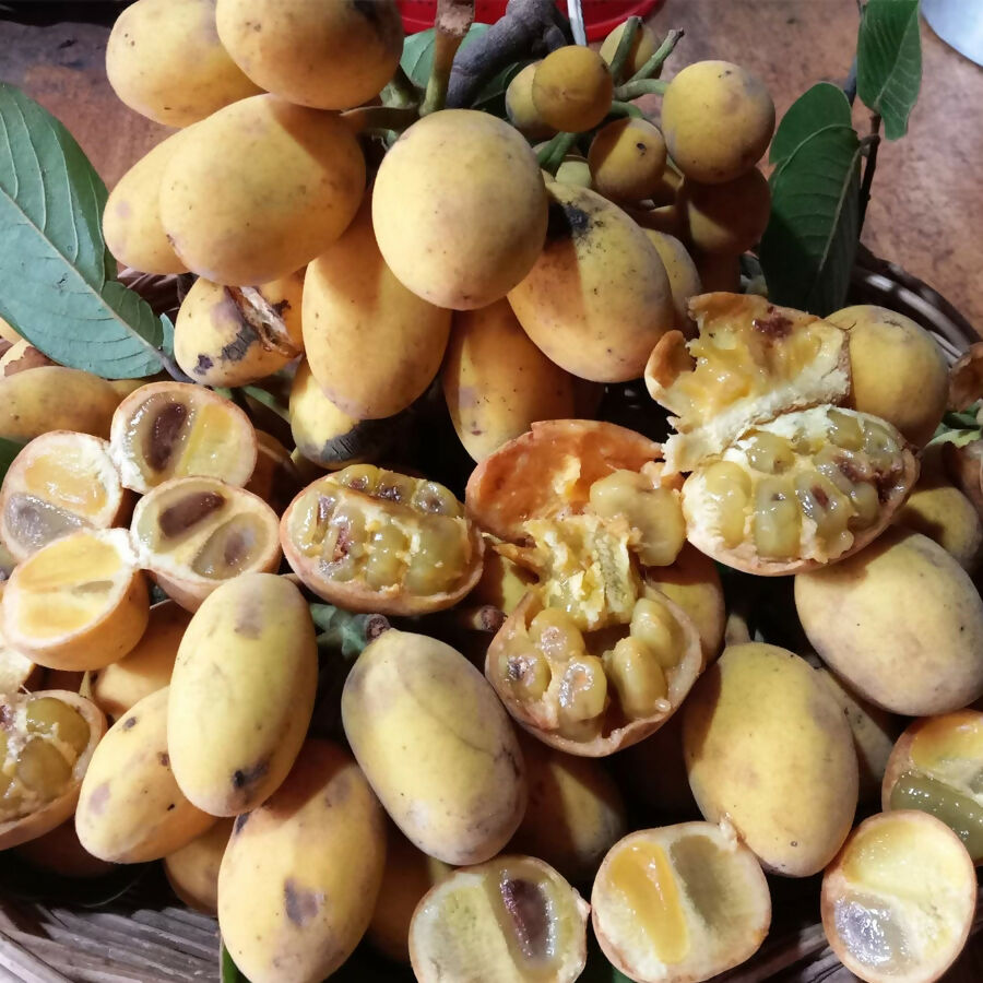 Sampouch Fruit Plant