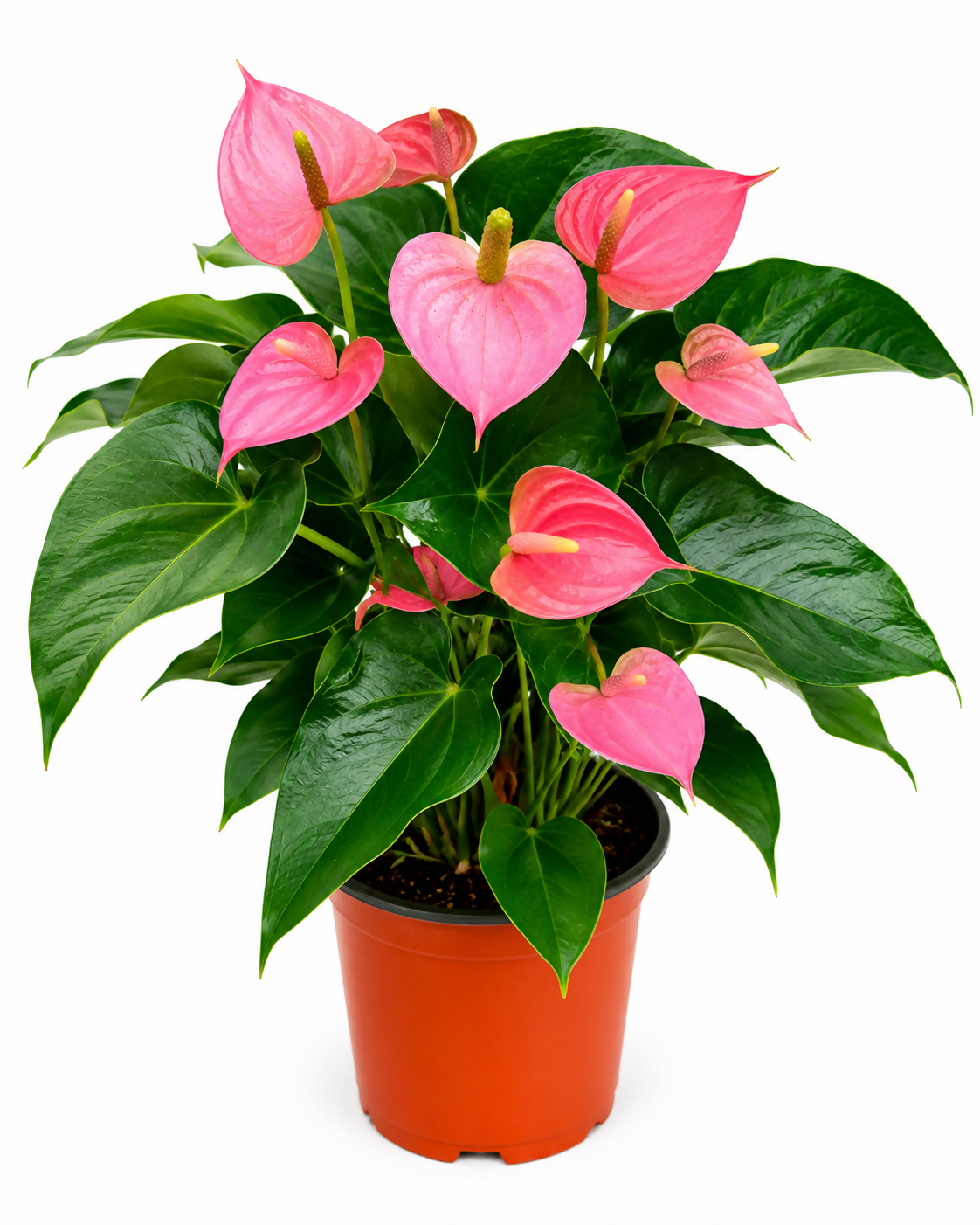 Anthurium pink miniature- Heavy Bushy Flowering Anthurium- The Lush Flora