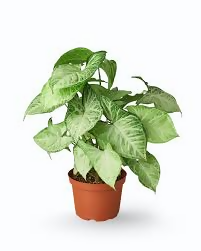 Syngonium White Butterfly – TC Plant - Ethereal DNA