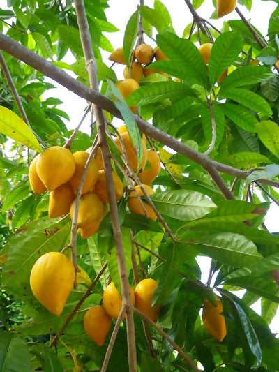 Egg Fruit Plants (Pouteria Campechiana)
