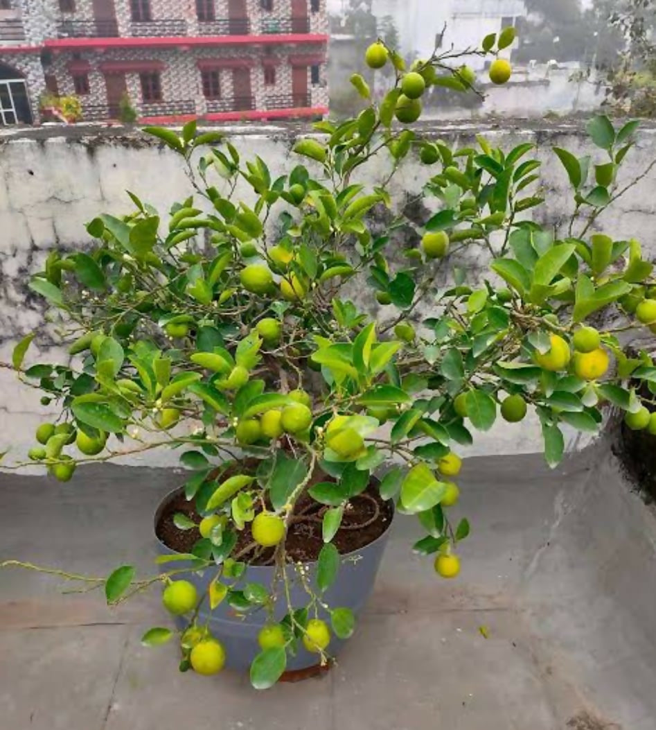 Baramasi Lemon – Live Grafted Exotic Fruit Tree - Keyfarm Wayanad