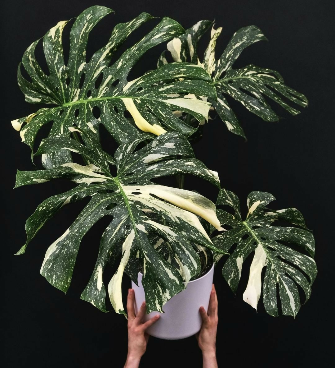 Monstera Thai Constellation Sapling