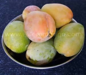 Chakkarakutty Mango / Sweet Indian Mango Plant/Sugar Baby mango - Keyfarm Wayanad