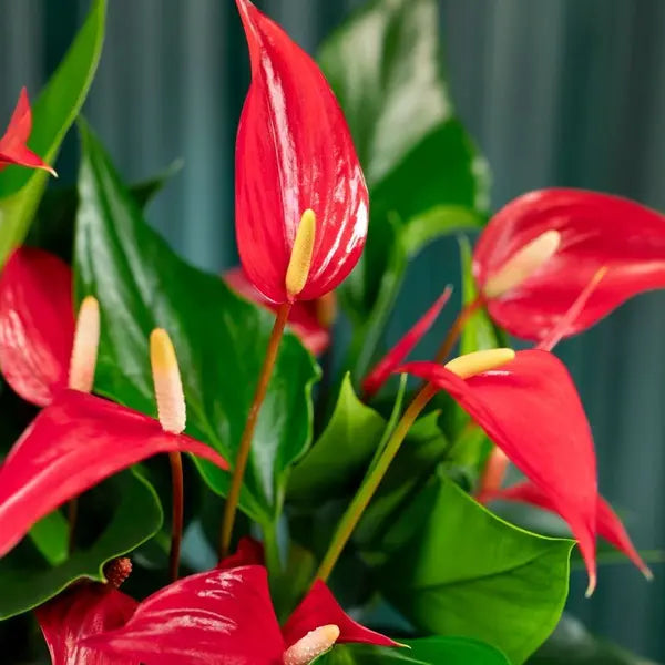 Anthurium Banderola Roja Lilli Red