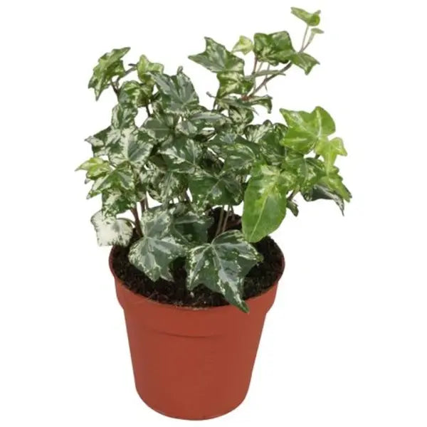 Kolibri Hedera Helix - English Ivy