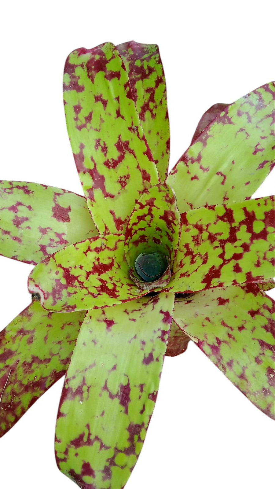 Bromeliad
