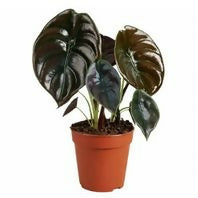 Alocasia cuprea-Exotic TC plants-EtherealDNA