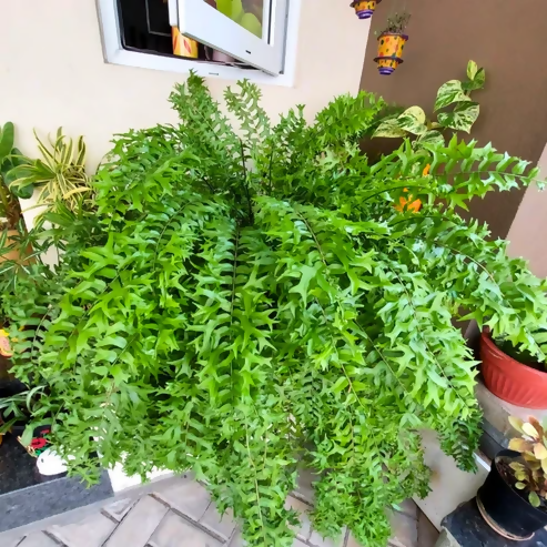 Nephrolepis falcata (Fish-tail fern)