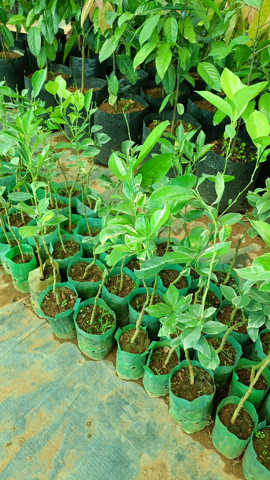 Variegated Mosambi Live Grafted – Live Grafted - Keyfarm Wayanad