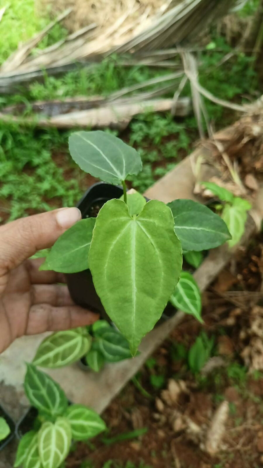 Plant Doctor 10-Pack Rare Foliage Anthurium Combo