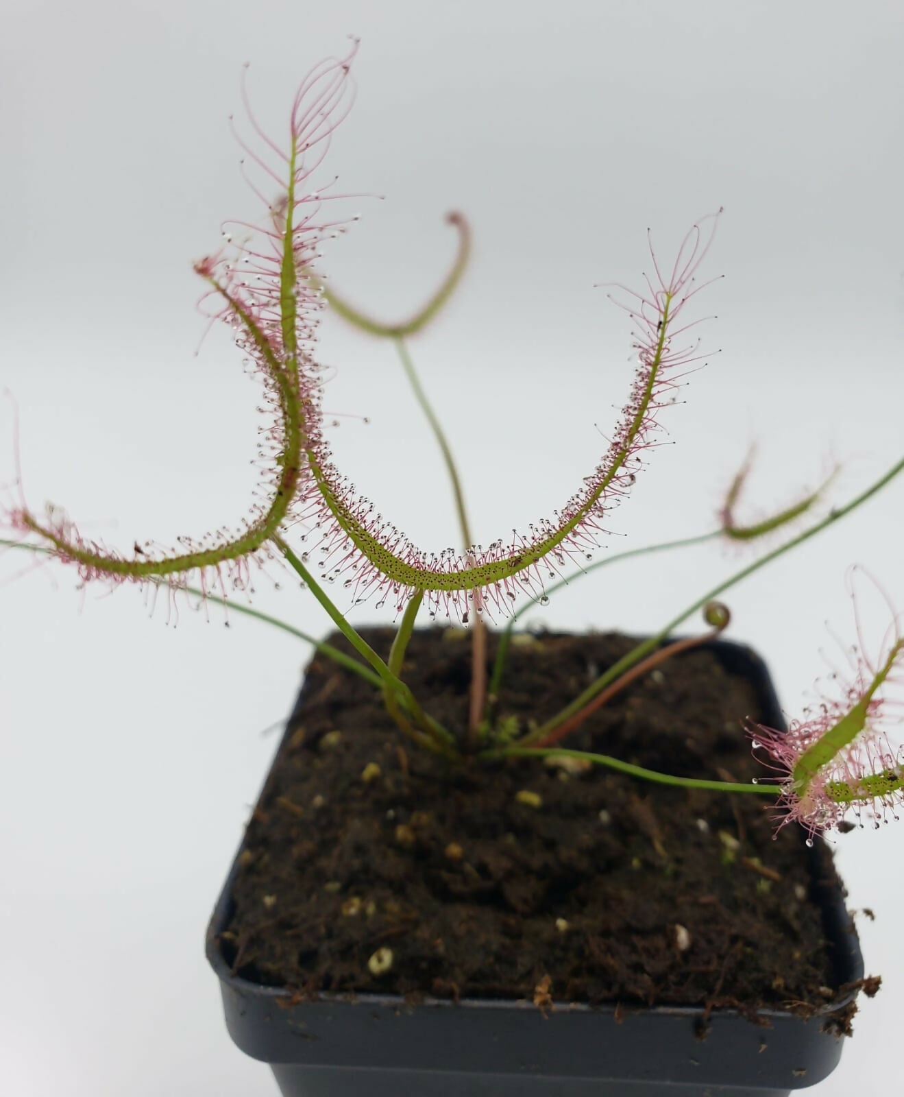 Drosera binata / Forked Sundew / Fork Leaved Sundew / Carnivorous Plant