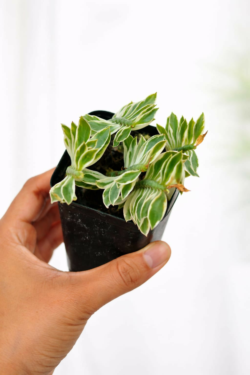 Pedilanthus Variegated