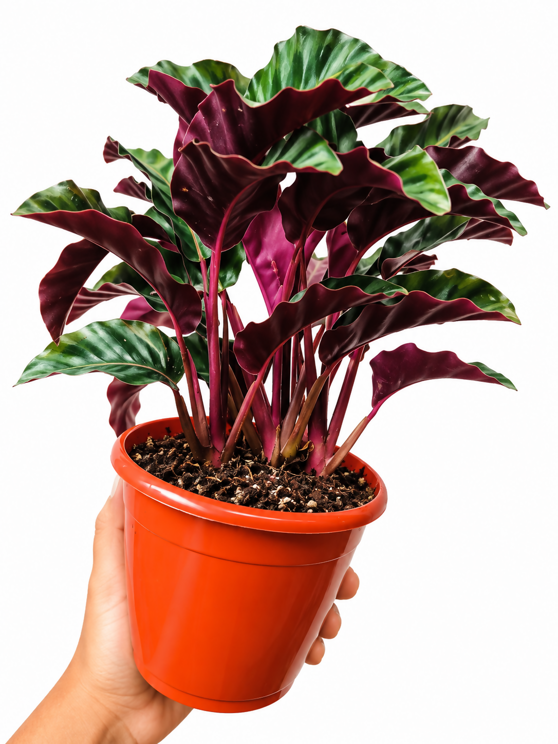 Calathea Gandersii bushy 5inch pot- Rare Calathea- The Lush Flora
