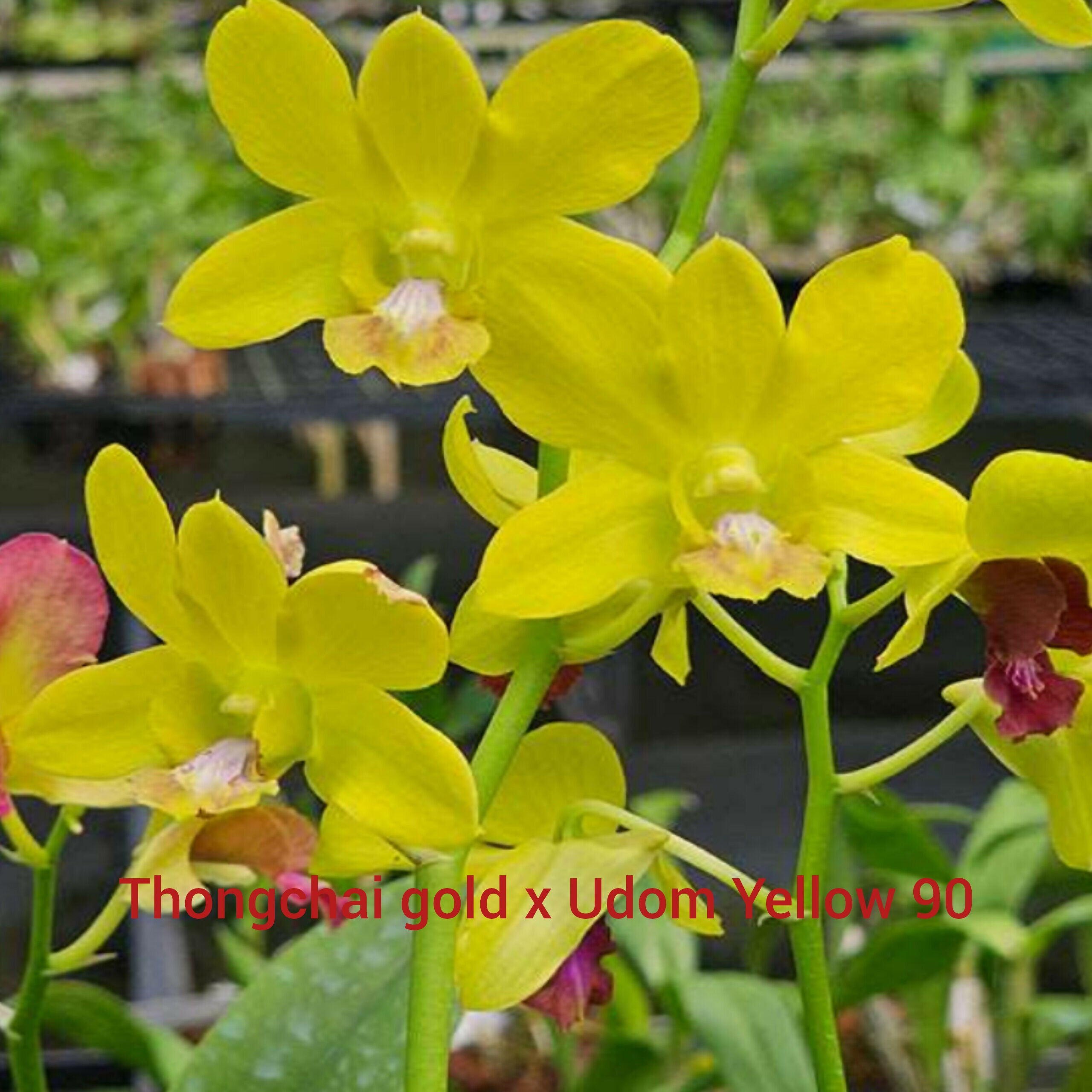 Dendrobium orchids combo of 10 ( set of 10)