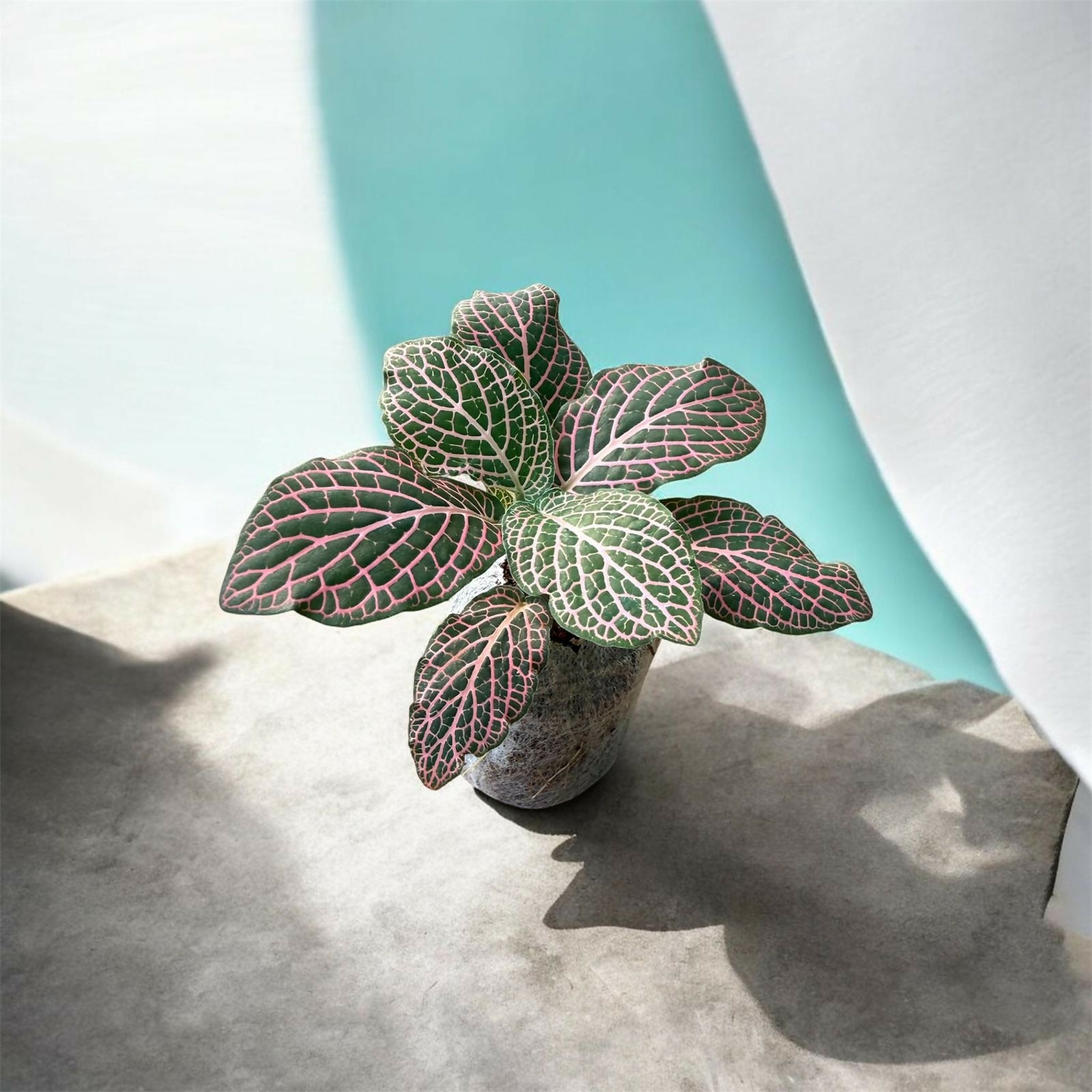 Fittonia-Jiffy sized
