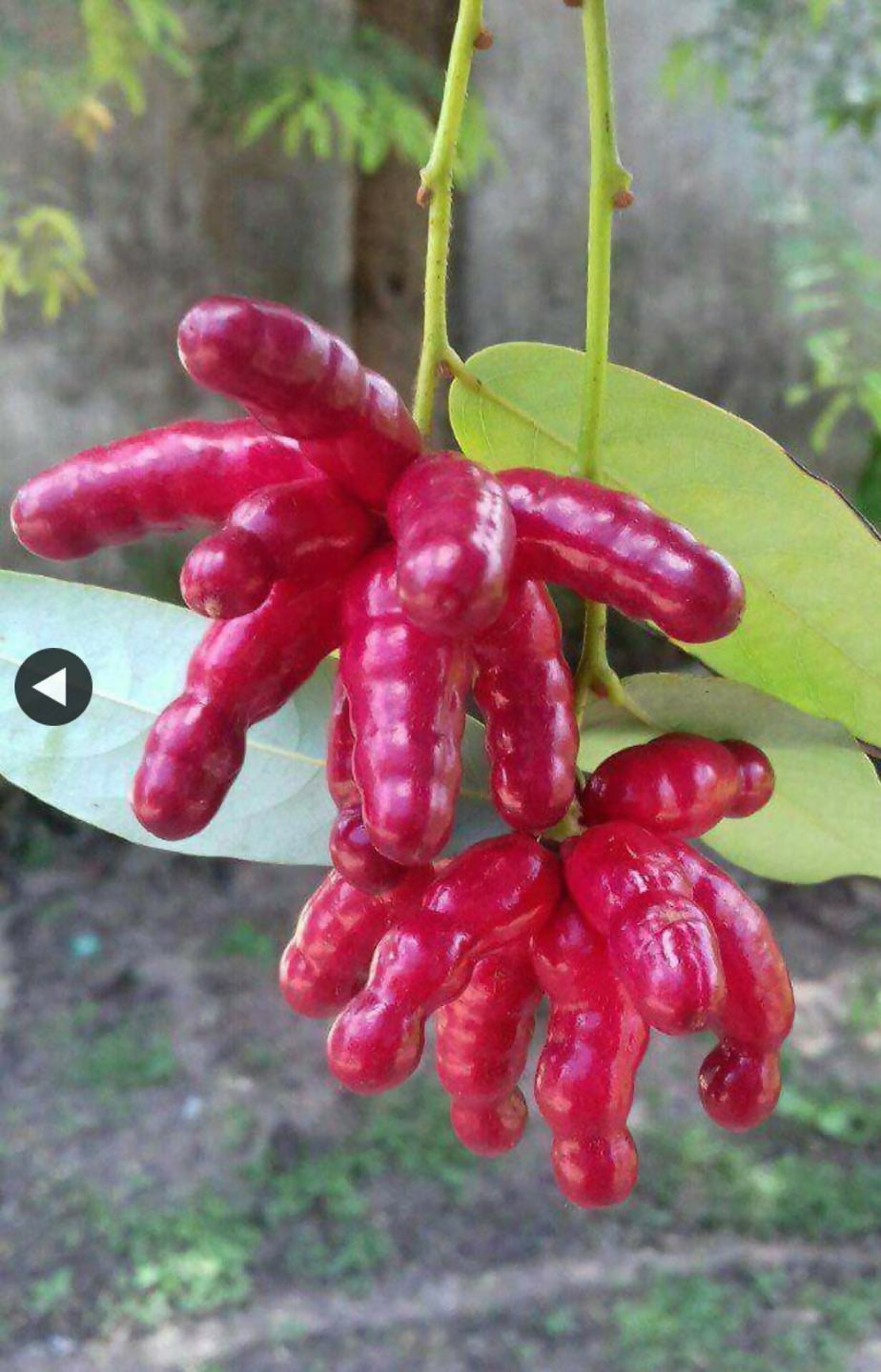 Amazon Bird Leg Fruit Live Plant