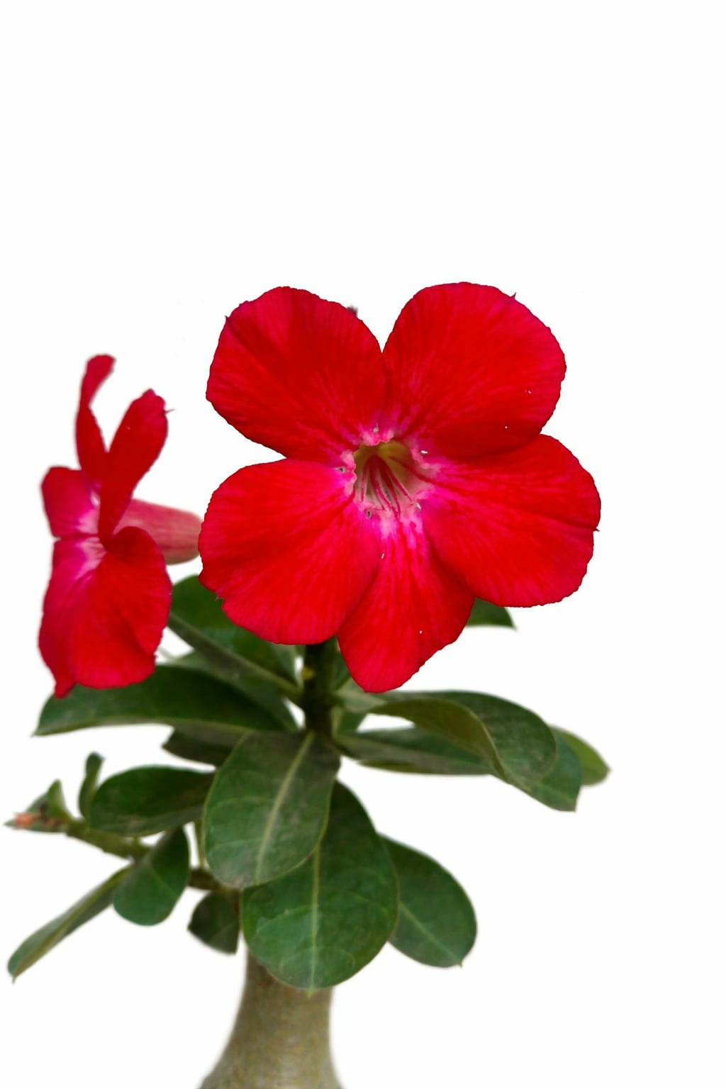 Adenium Red Grafted