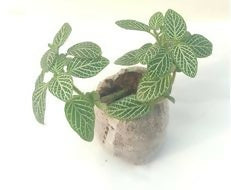 Fittonia green (Nerve Plant)