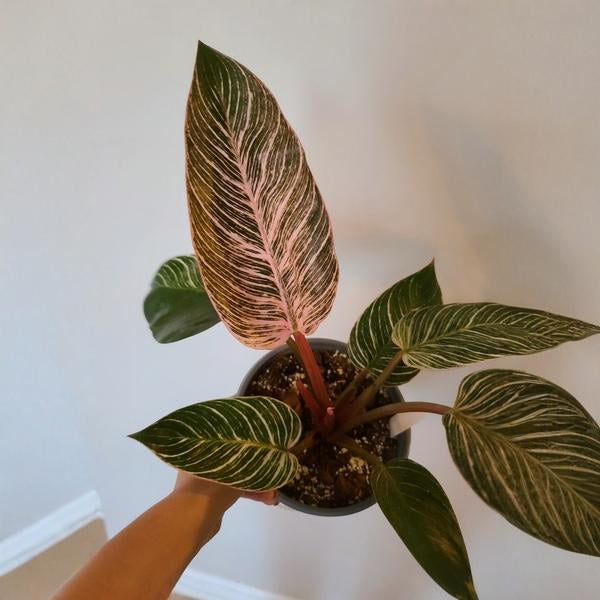 Philodendron Pink Birkin Plant