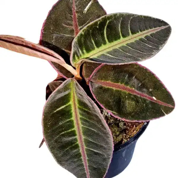 Labisia Emblemantha Urnulata Pink