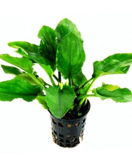 Lagenandra nairii 'Compact'/ Dwarf lagenandra (large pot)