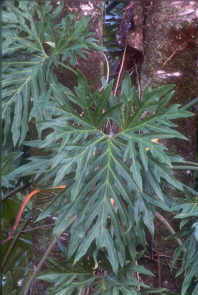 Philodendron Radiatum