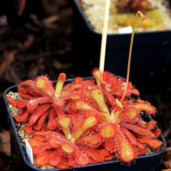 Drosera venusta