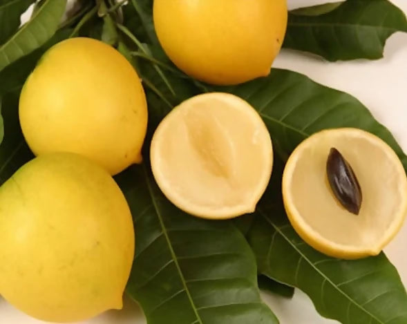 Abiu Fruit Live Plants (Pouteria Caimito)