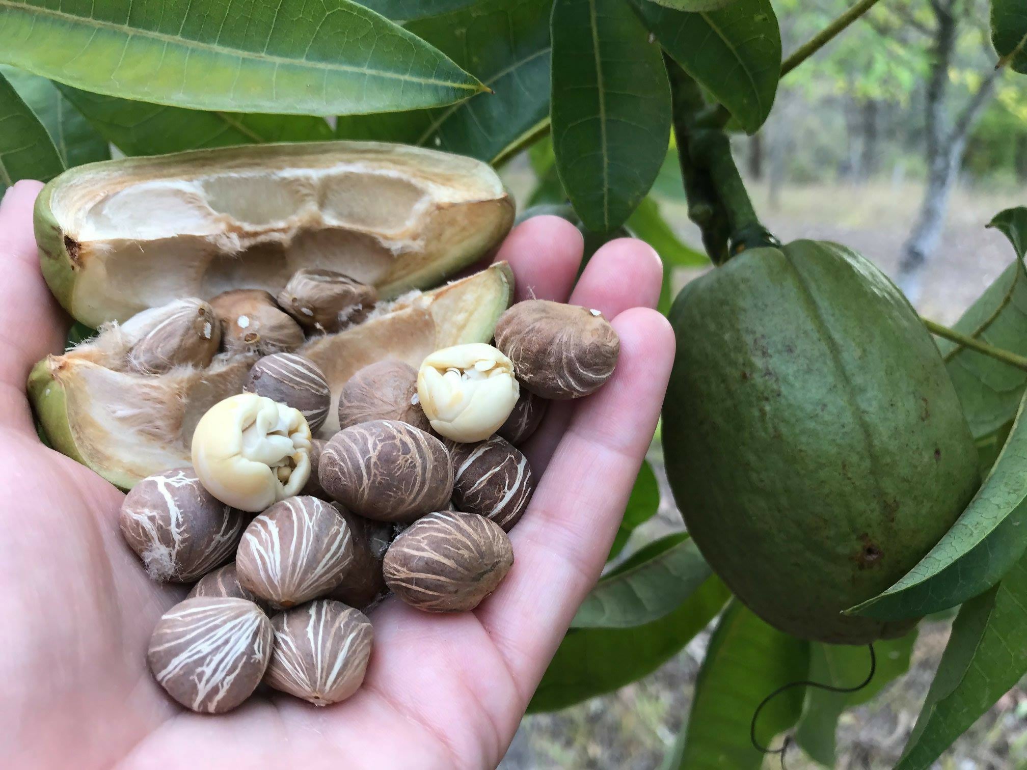 Malabar Chestnut Fruit Plants (Pachira Aquatica)