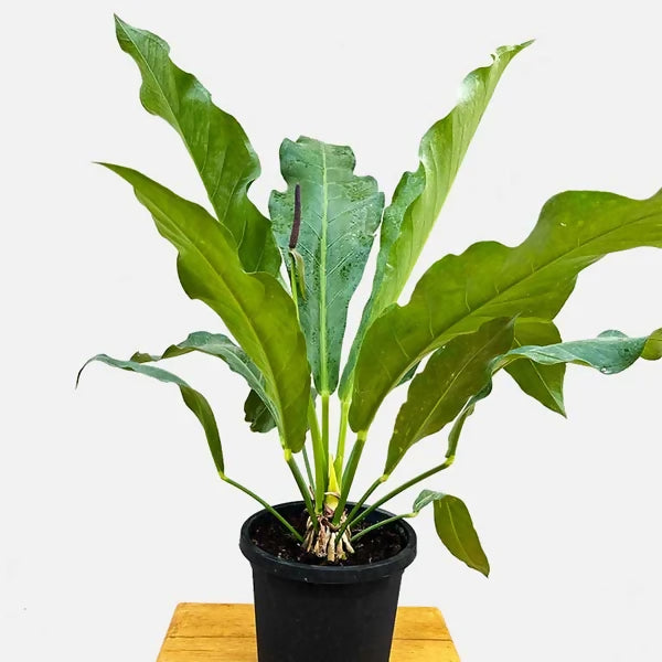 Anthurium Hookeri