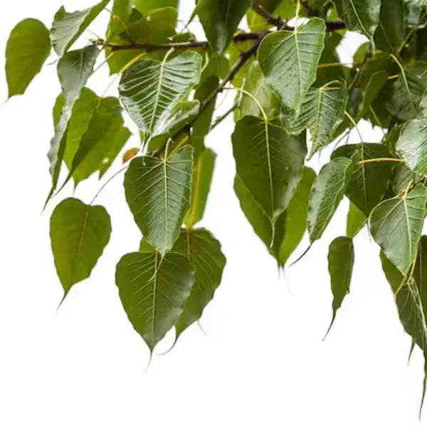 Ficus Religiosa, Sacred fig, Bodhi plant