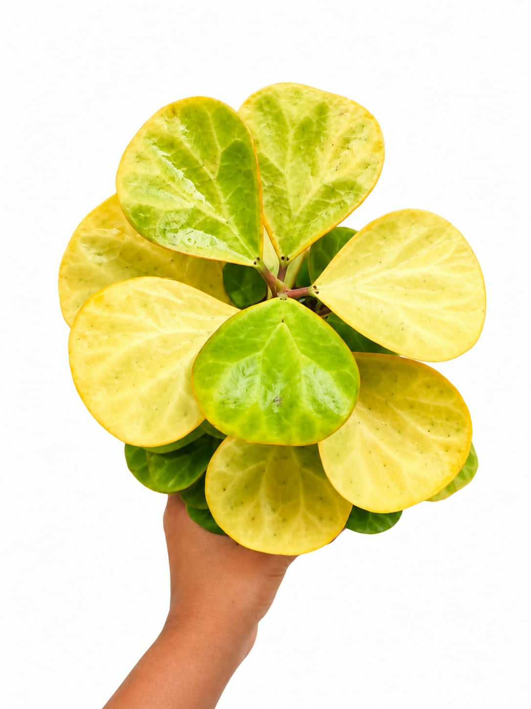 Ficus Deltoidea gold- Golden Ficus- The Lush Flora