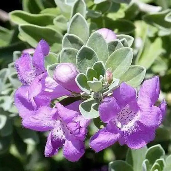 Nikotia plant, Leucophyllum frutescens